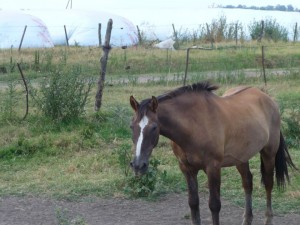 El caballo de Nico